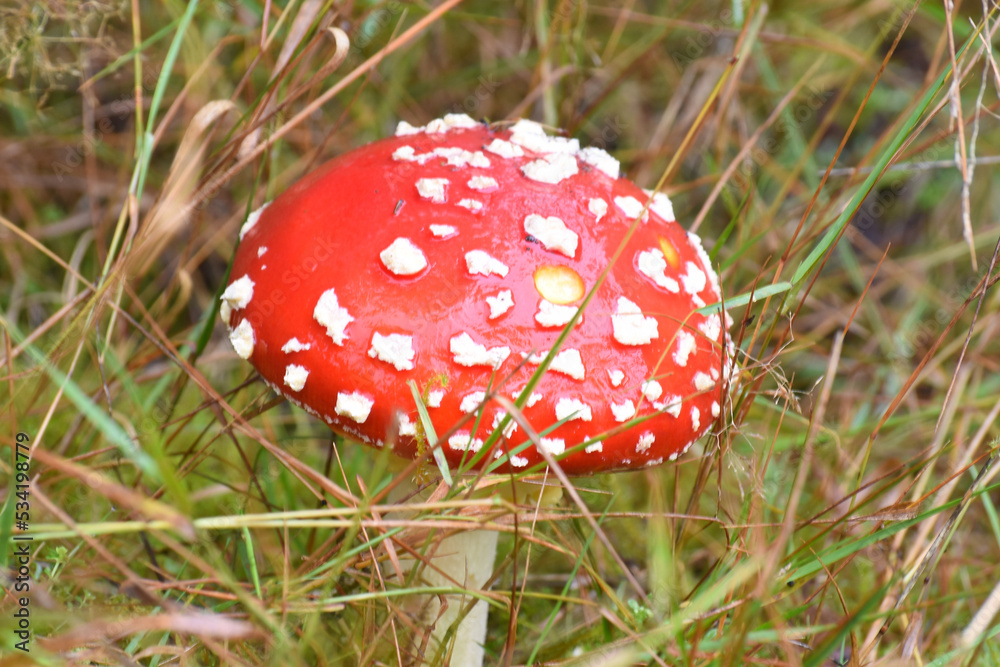 fly agaric mushroom in the forest fly agaric mushroom in the forest