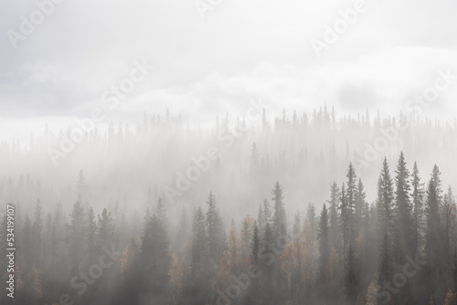 Wald im Nebel © tronixAS