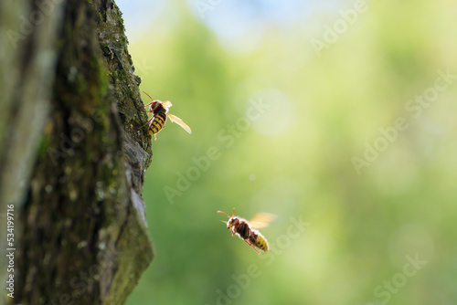 Hornets on apple tree trunk in the countryside