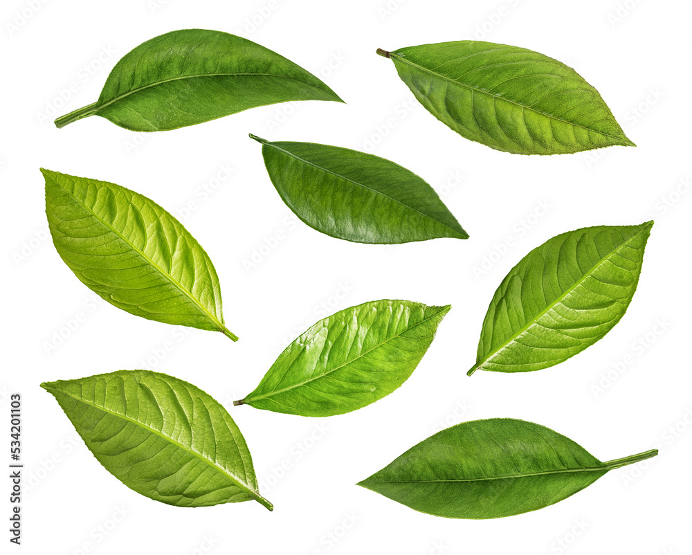 Green leaf isolated on white background