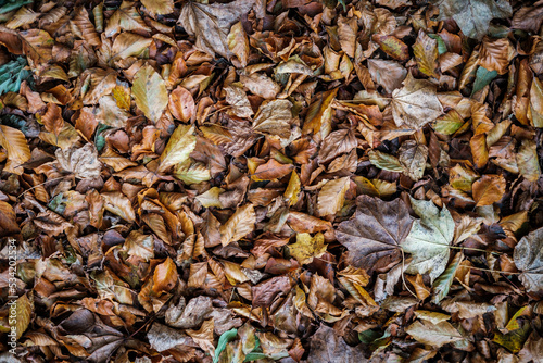 autumn leaves background
