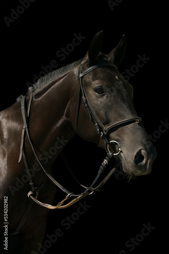 Portrait of a black horse in riding gear on a black background