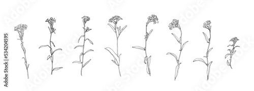 Hand drawn flower collection. Set of yarrow outlines. Black plants sketch vector on white background. Herb wildflower decorative print elements © Ekaterina