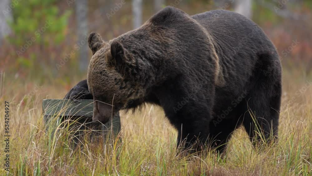 Wildlife Finland. Bear in yellow forest. Autumn trees with bear, face portrait. Beautiful brown bear walking around lake, fall colours. Europe nature. Wildlife Finland. Bear in yellow forest. Autumn trees with bear, face portrait. Beautiful brown bear walking around lake, fall colours. Europe nature.