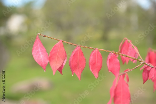 bright red autumn leaves of an ornamental shrub Euonymus alatus Compactus , bright red background of leaves close-up against the background of green trees, autumn background, texture of leaves photo