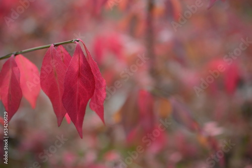 bright red autumn leaves of an ornamental shrub Euonymus alatus Compactus , bright red background of leaves close-up against the background of green trees, autumn background, texture of leaves photo