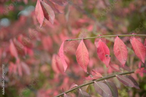 bright red autumn leaves of an ornamental shrub Euonymus alatus Compactus , bright red background of leaves close-up against the background of green trees, autumn background, texture of leaves photo