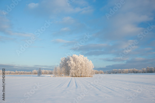 An island of frost trees grows in an empty field in winter. White winter rural landscape in winter under a blue sky over the horizon. Latvia