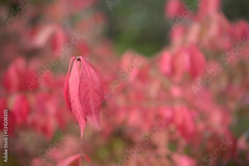 bright red autumn leaves of an ornamental shrub Euonymus alatus Compactus , bright red background of leaves close-up against the background of green trees, autumn background, texture of leaves photo