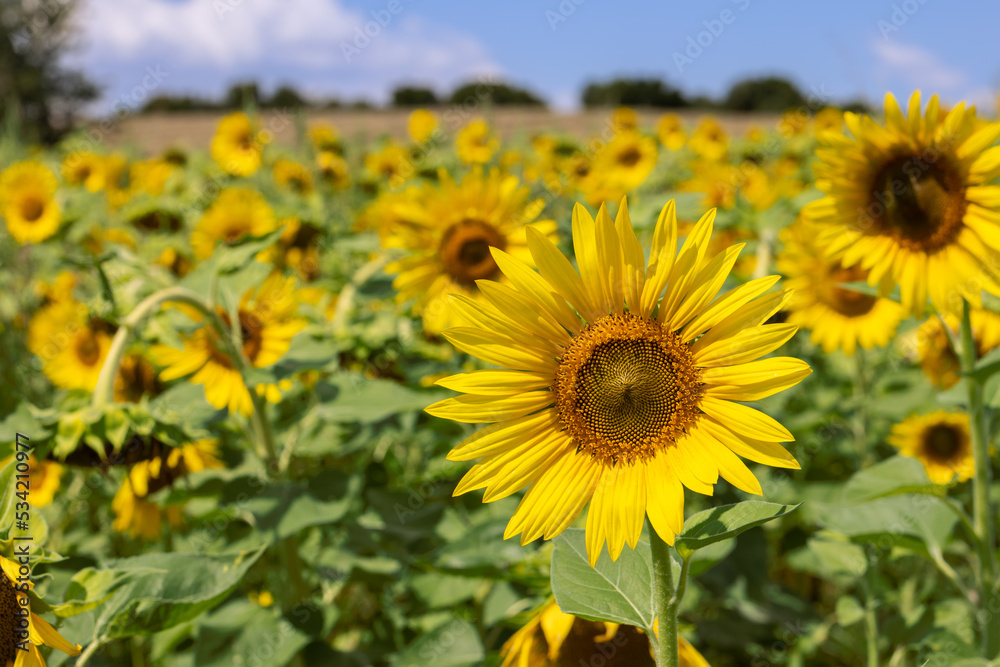 There are about 70 species of sunflowers (Helianthus annuus) existing on our Planet nowadays There are about 70 species of sunflowers (Helianthus annuus) existing on our Planet nowadays