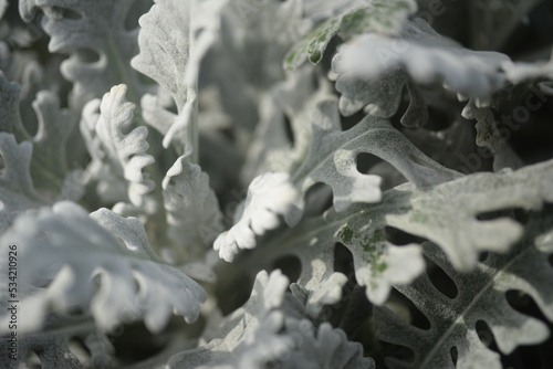 openwork leaves of Cineraria maritime, silver ornamental plant, gray green leaves, white leaves of the plant, close-up herbaceous plant, rosette of Cineraria maritime, in the autumn sun, background 