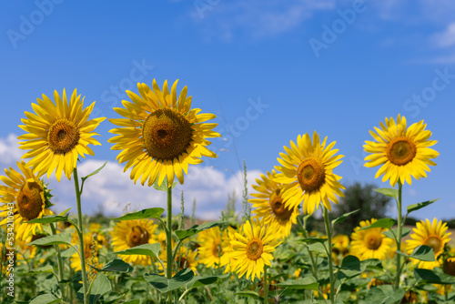 Rows of bright yellow sunflowers in a field under a summer blue sky  selective focus 