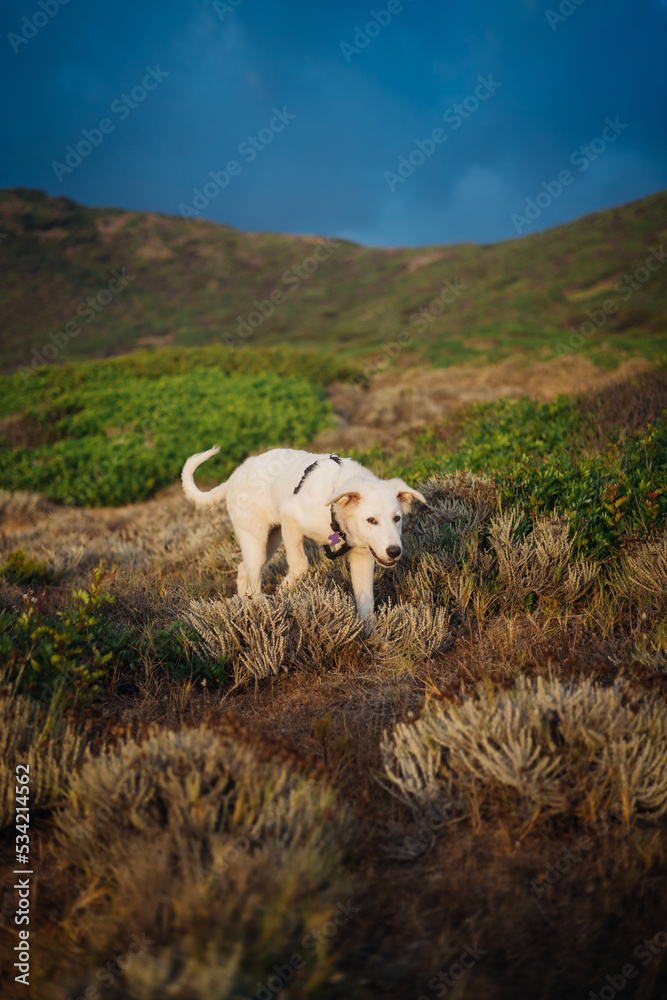White shepherd maremma puppy dog in sardinia countryside