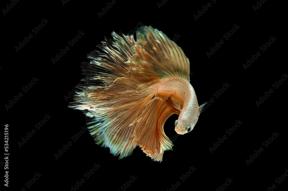 siam betta fish in thailand siam betta fish in thailand