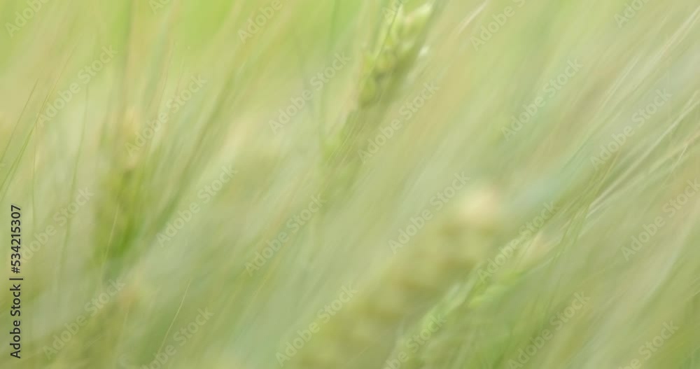Wheat Grain - Wheat Fields Wheat Grain - Wheat Fields