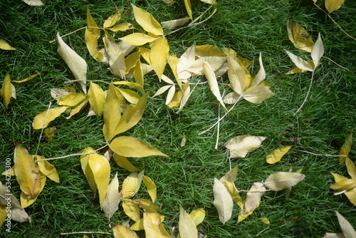 bright yellow ash leaves against lying of green gas, go green, green grass lawn, autumn lawn close-up lit by the sun, grass background close-up, autumn yellow leaves on a green meadow