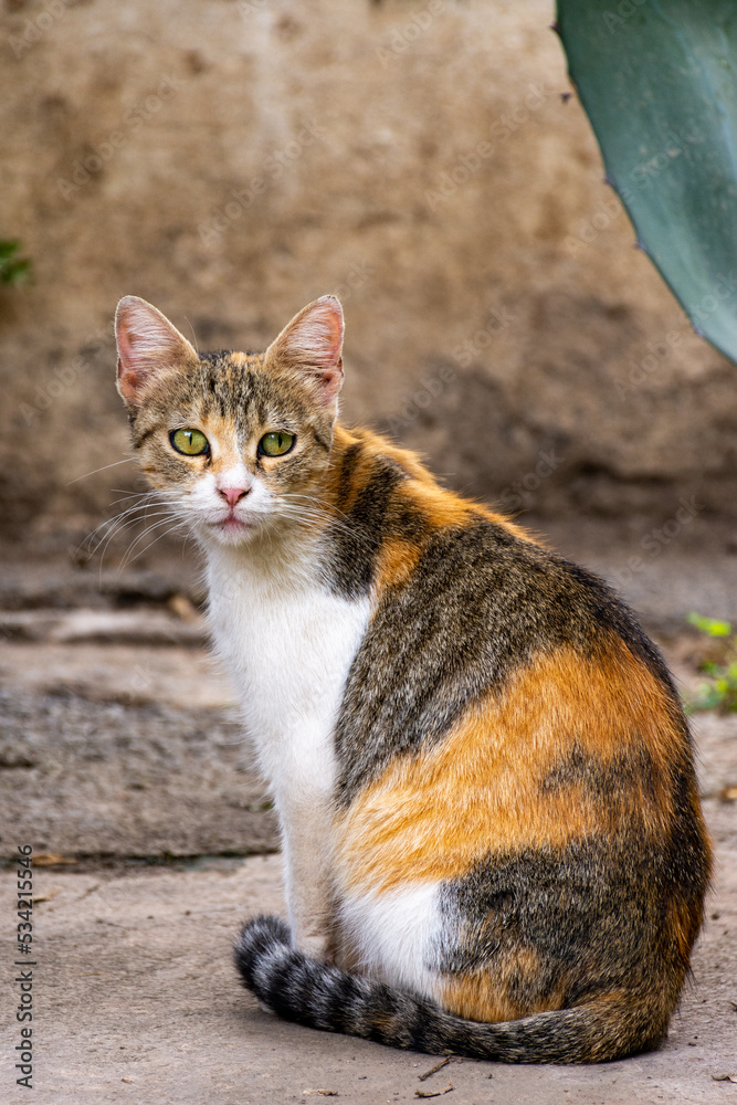 Cute cat looking at camera in the garden Cute cat looking at camera in the garden