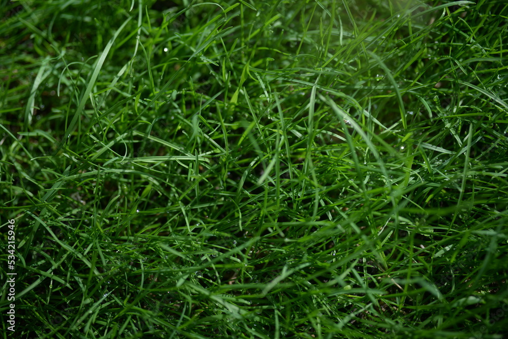 bright yellow ash leaves against lying of green gas, go green, green grass lawn, autumn lawn close-up lit by the sun, grass background close-up, autumn yellow leaves on a green meadow bright yellow ash leaves against lying of green gas, go green, green grass lawn, autumn lawn close-up lit by the sun, grass background close-up, autumn yellow leaves on a green meadow