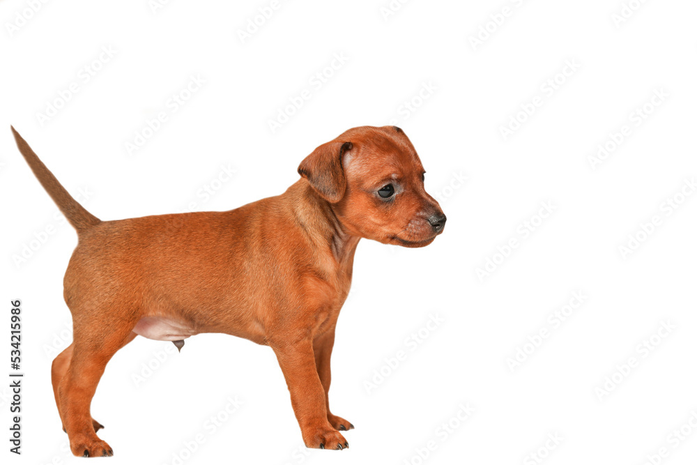 A small brown puppy stands sideways on a white background. Isolate. A thoroughbred, small dog.