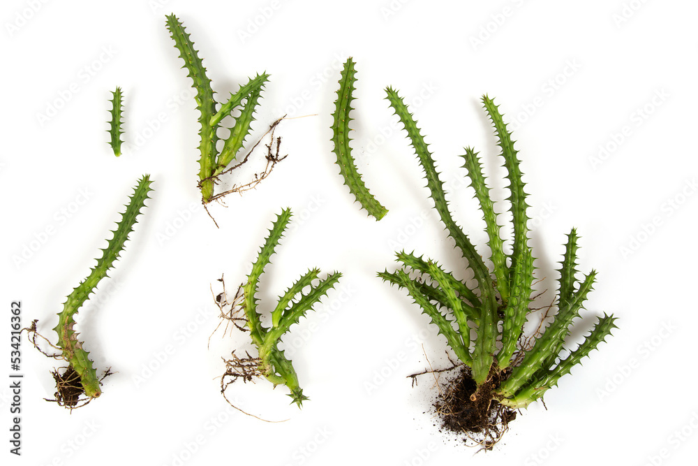 Huernia schneideriana with roots isolated on white background. Succulent. Topn view. Huernia schneideriana with roots isolated on white background. Succulent. Topn view.
