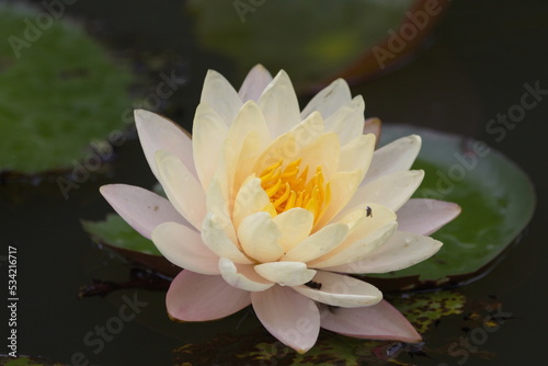 lotus flower with yellow stamens in the pond