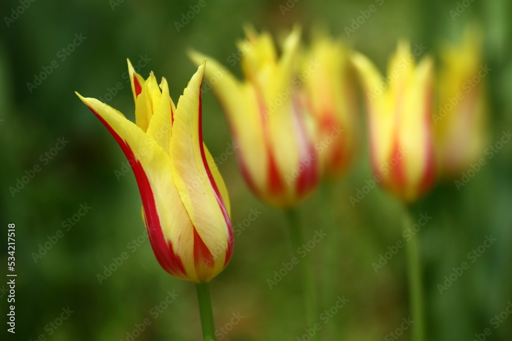 色とりどりに咲き誇る赤白黄色