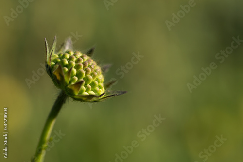 Świerzbnica polna (Knautia arvensis (L.) J. M. Coult.) – młoda roślina z rodziny przewiertniowatych, rozmyte tło.