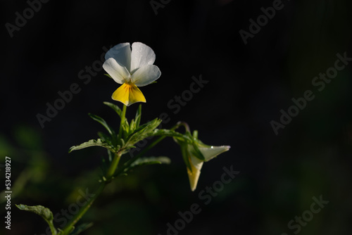 Fiołek polny (Viola arvensis Murr.) roślina należąca do rodziny fiołkowatych (Violaceae), biało żółty kwiat.