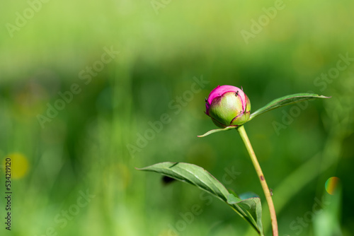 Piwonia lekarska (Paeonia officinalis L.) – gatunek rośliny należący do rodziny piwoniowatych, młody różowy pąk.