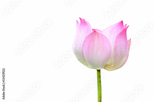 Indian Lotus blooming isolated on white background.