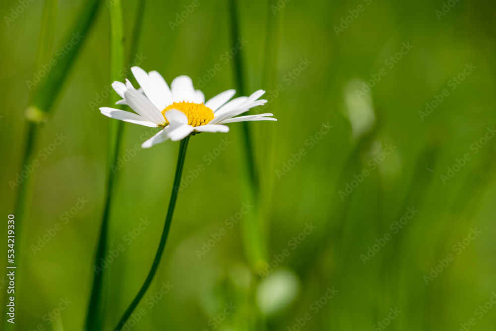 Biały kwiat z rodziny astrowatych, jastrun właściwy, złocień właściwy, jastrun wczesny (Leucanthemum vulgare Lam.), rozmyte tło (3). - obrazy, fototapety, plakaty 