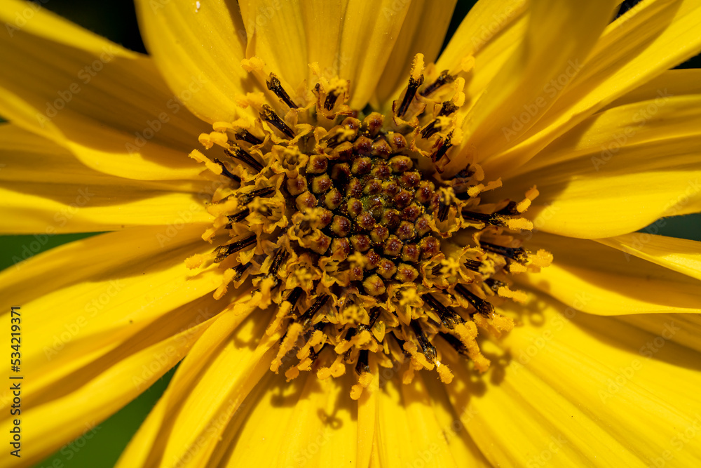 fleur de topinambour fleur de topinambour