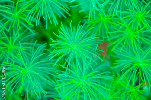 Close up of Equisetum plant leaves - green organic background