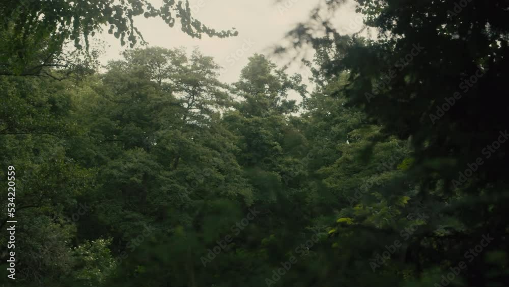 Thick and dense vegetation in a deciduous forest park in Berlin, Germany. Handheld sideways dolly with leaves on foreground in 4K slow motion. Thick and dense vegetation in a deciduous forest park in Berlin, Germany. Handheld sideways dolly with leaves on foreground in 4K slow motion.