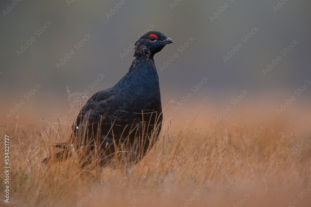 Black grouse in the misty bog in autumn colorful scenery Black grouse in the misty bog in autumn colorful scenery