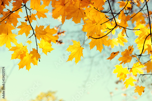 Autumn leaves on the sky