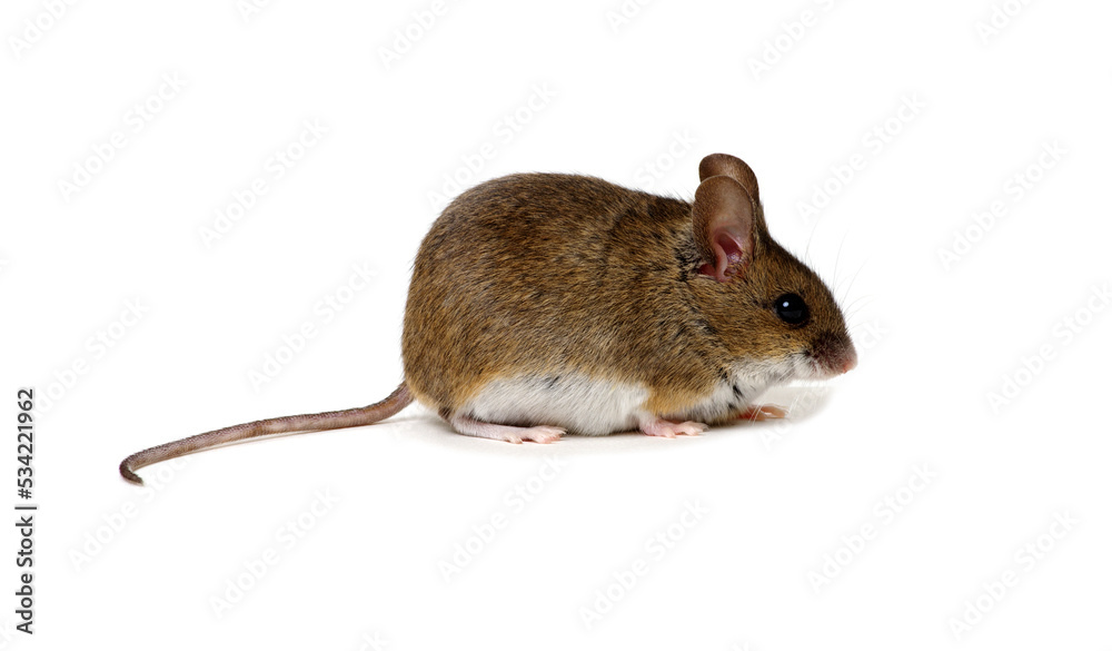 mouse isolated on white mouse isolated on white