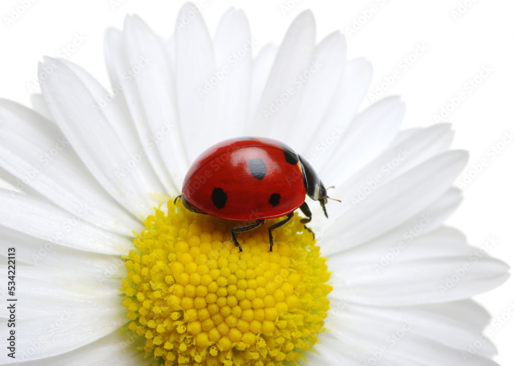 ladybug on a daisy flower isolated on white