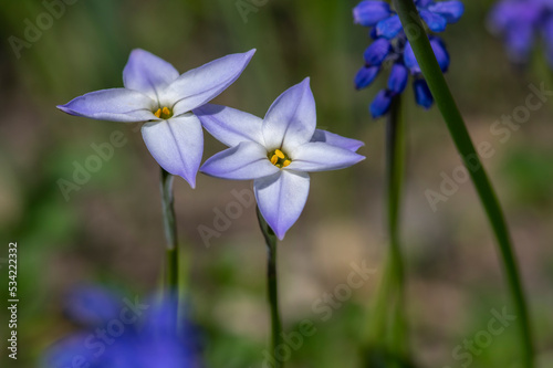Ipheion uniflorum spring starflower flowers in bloom  small light blue white bulbous springtime flowering plant