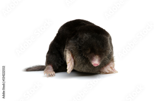  European mole on a white