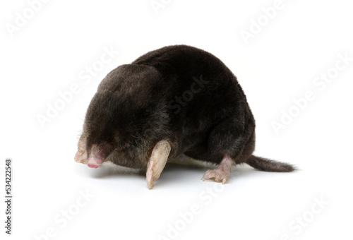 Mole on a white background.