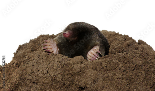 European mole isolated on white