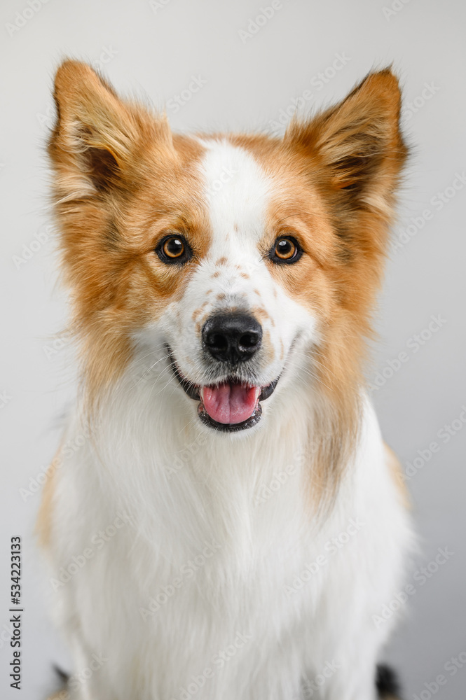 Fototapeta premium border collie photo on a light background portrait