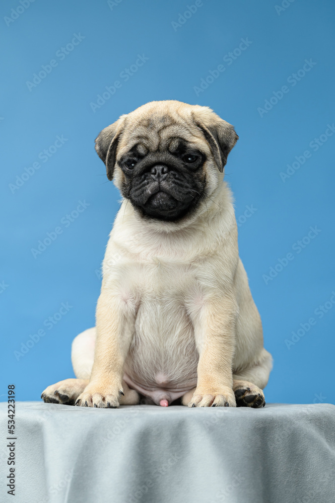 studio photo of a pug puppy on a blue background