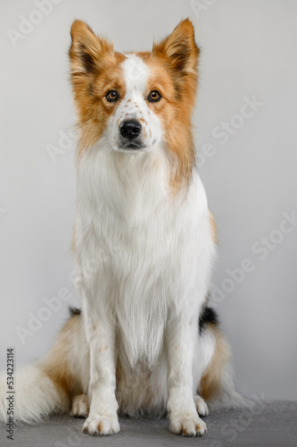 border collie photo on a light background portrait