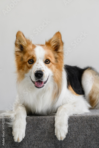 border collie photo on a light background portrait