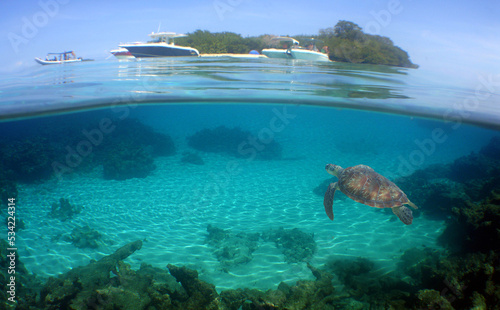 underwater scene , caribbean sea , paradise island , sea turtle © gustavo