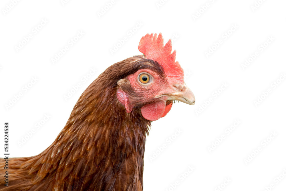 chicken isolated on transparent background
