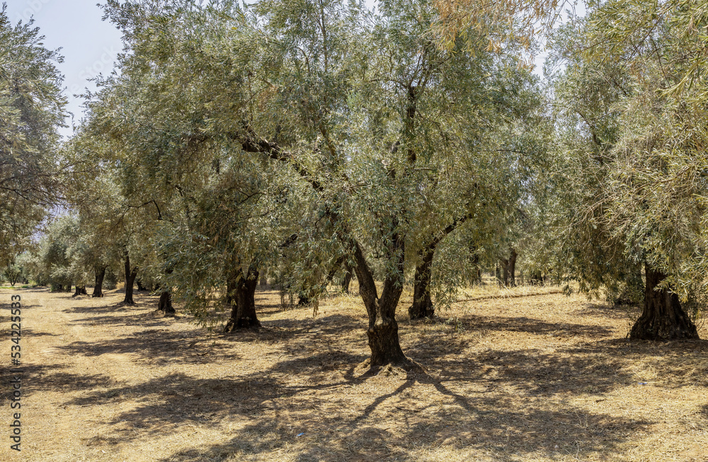 Olive grove, row of olive trees on dry ground background, Greek oil, antioxidant properties. Olive grove, row of olive trees on dry ground background, Greek oil, antioxidant properties.