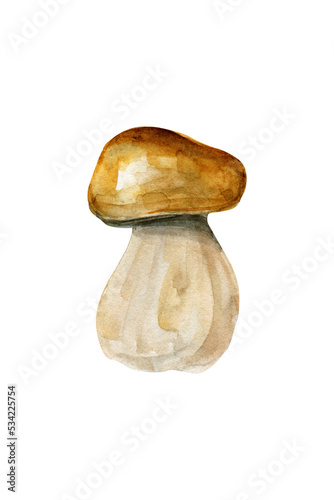 Porcini. Edible forest mushroom. Watercolor illustration isolated on white background.